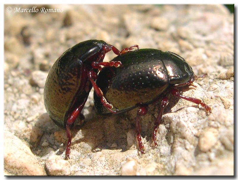 Chrysolina bankii